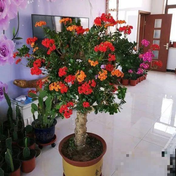 嫁接达人,玉树嫁接长寿上,花友直呼内行! 嫁接达人,玉树嫁接长寿上,花友直呼内行!