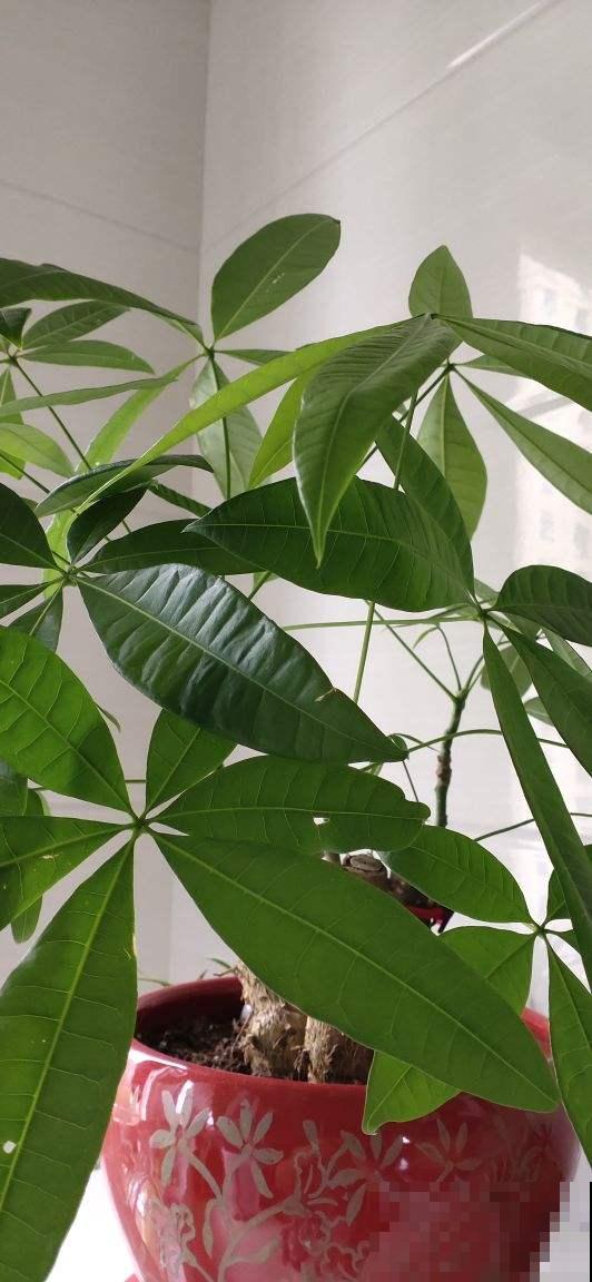 常见5种花,秋天浇水要谨慎,浇对了才能长得更旺盛 常见5种花,秋天浇水要谨慎,浇对了才能长得更旺盛