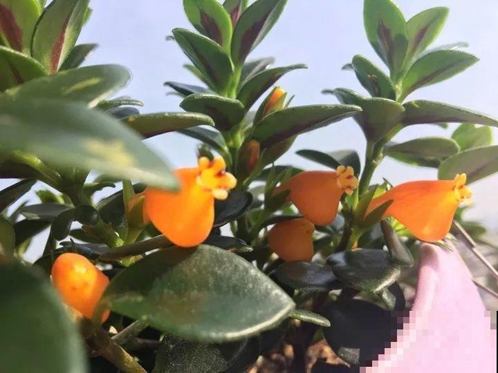 特俊的金鱼吊兰，金灿灿的，花朵一开就是一年！