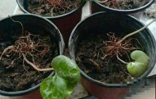 三伏已过,这花可以处理了,晚了错过开花! 三伏已过,这花可以处理了,晚了错过开花!