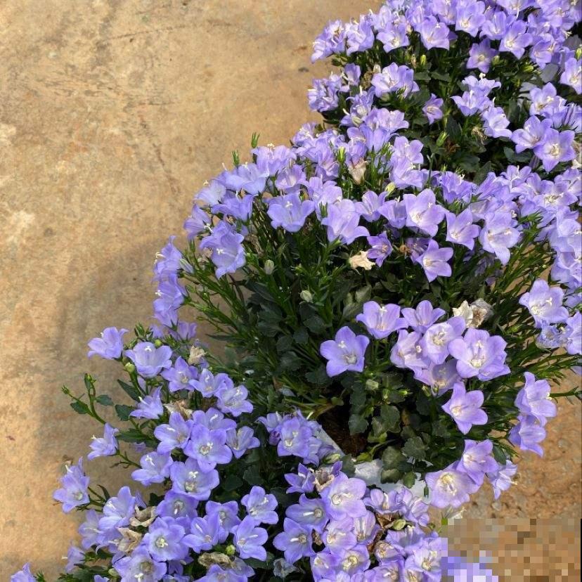 还在买洋桔梗?种桔梗吧,种子一撒,满盆全是小星星! 还在买洋桔梗?种桔梗吧,种子一撒,满盆全是小星星!