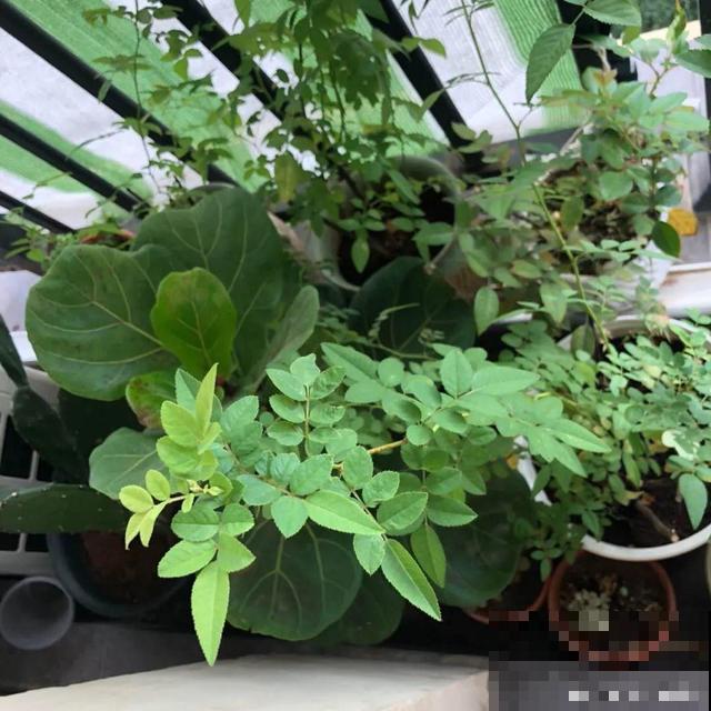 4种养花夺命水，秋天不要浇，一浇花就死！