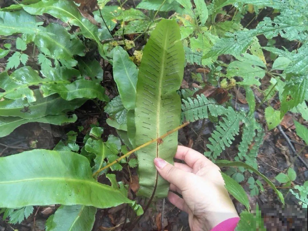 山上的雪莲,说摘就摘? 山上的雪莲,说摘就摘?