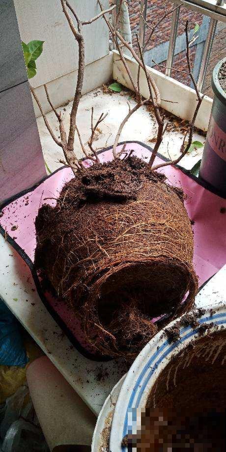 立秋养花,3个坑别踩,不然花全死了 立秋养花,3个坑别踩,不然花全死了