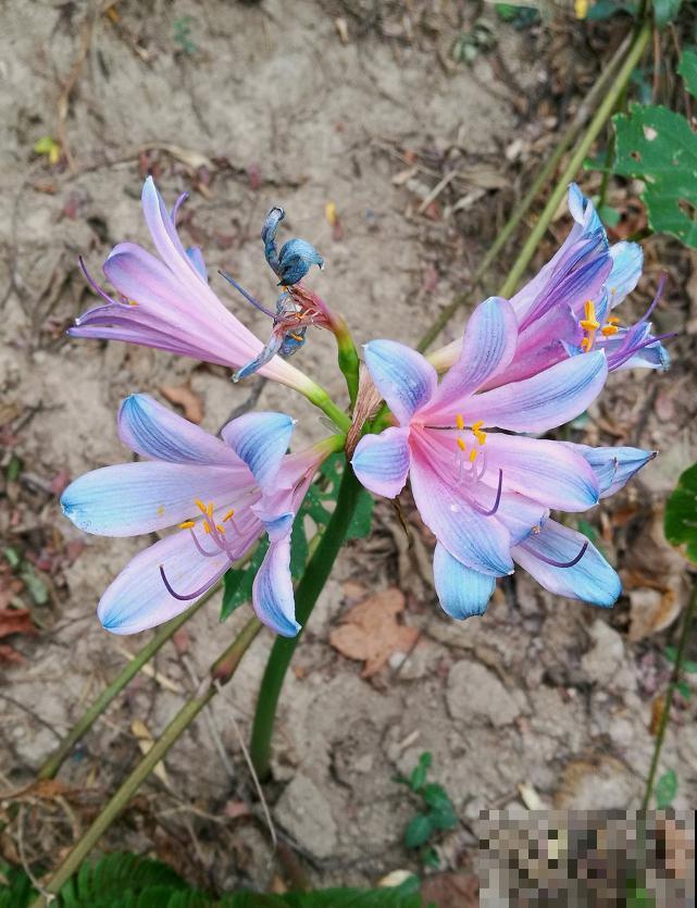 石蒜科的花，个比个漂亮，却是危险的有毒植物！