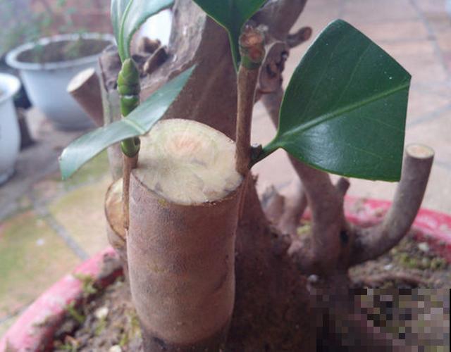 不会嫁接?学会这几步,轻轻松松拥有桂香满园! 不会嫁接?学会这几步,轻轻松松拥有桂香满园!