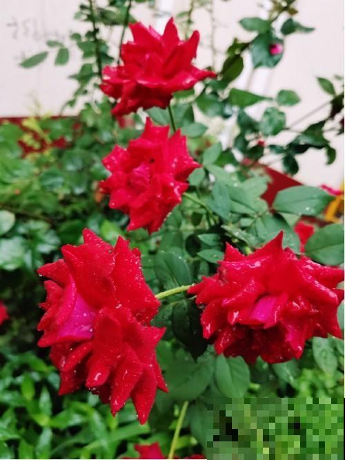 家里养茉莉，使劲晒多浇水，开花香飘十里