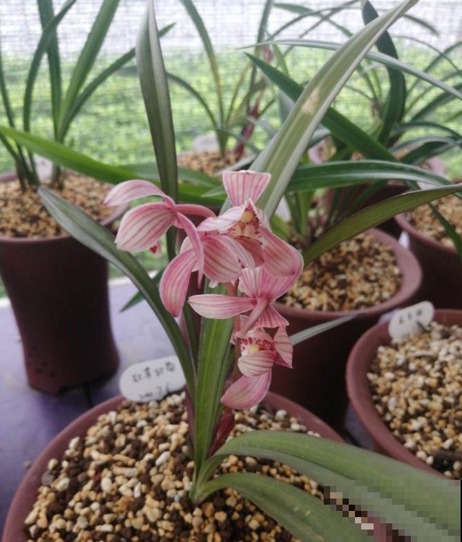 兰花入手的最佳时期,选这6个品种,便宜好活开花勤! 兰花入手的最佳时期,选这6个品种,便宜好活开花勤!