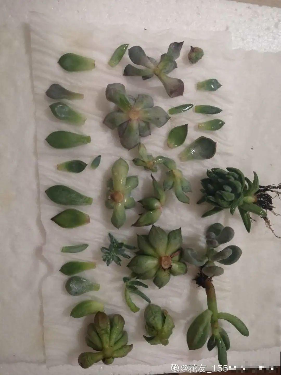 9月施肥季,这花赶紧贴秋膘,才能爆开花! 9月施肥季,这花赶紧贴秋膘,才能爆开花!