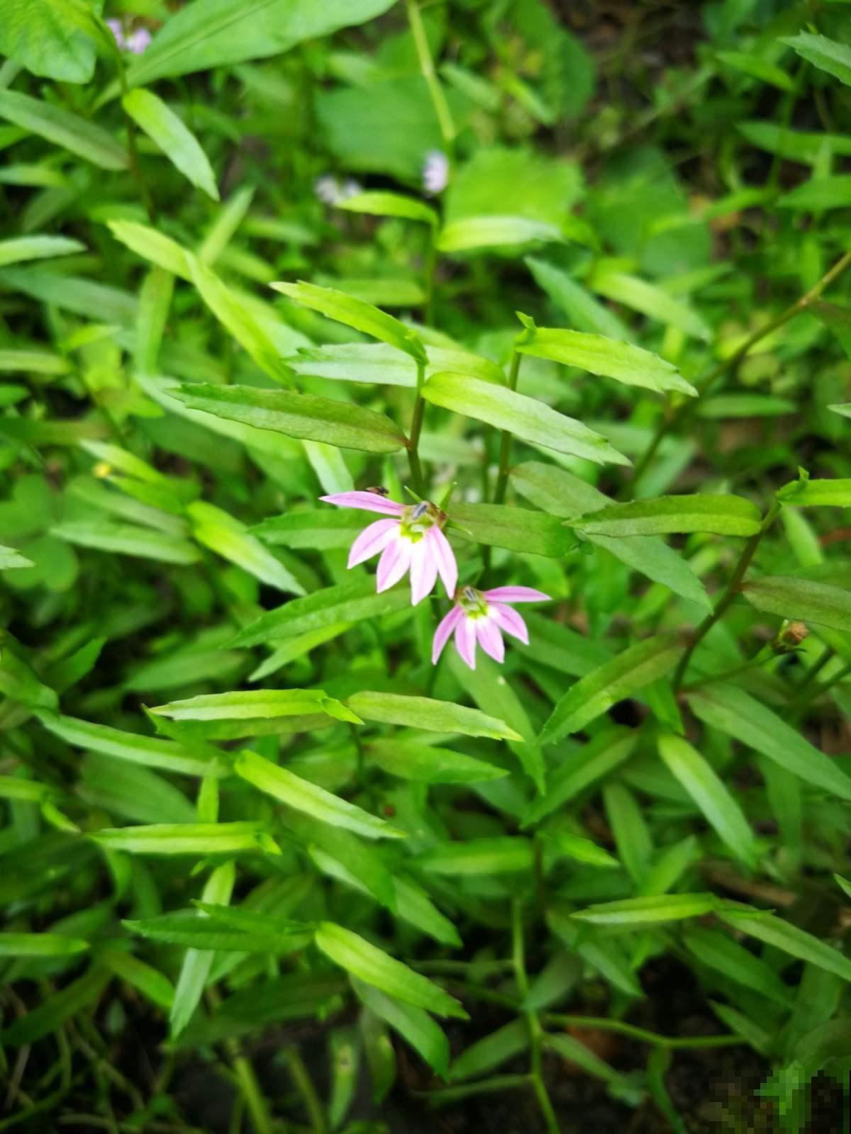 秋季养花大合集，30种花，你想要的我全有！