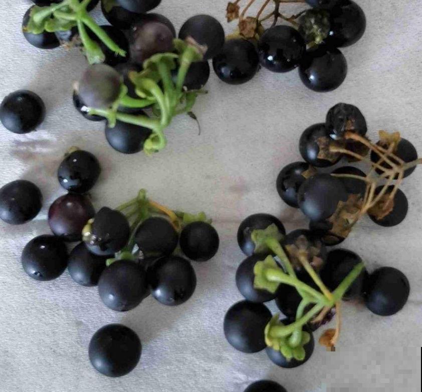 龙葵在家也能种,果子一批接一批长,赚大了! 龙葵在家也能种,果子一批接一批长,赚大了!