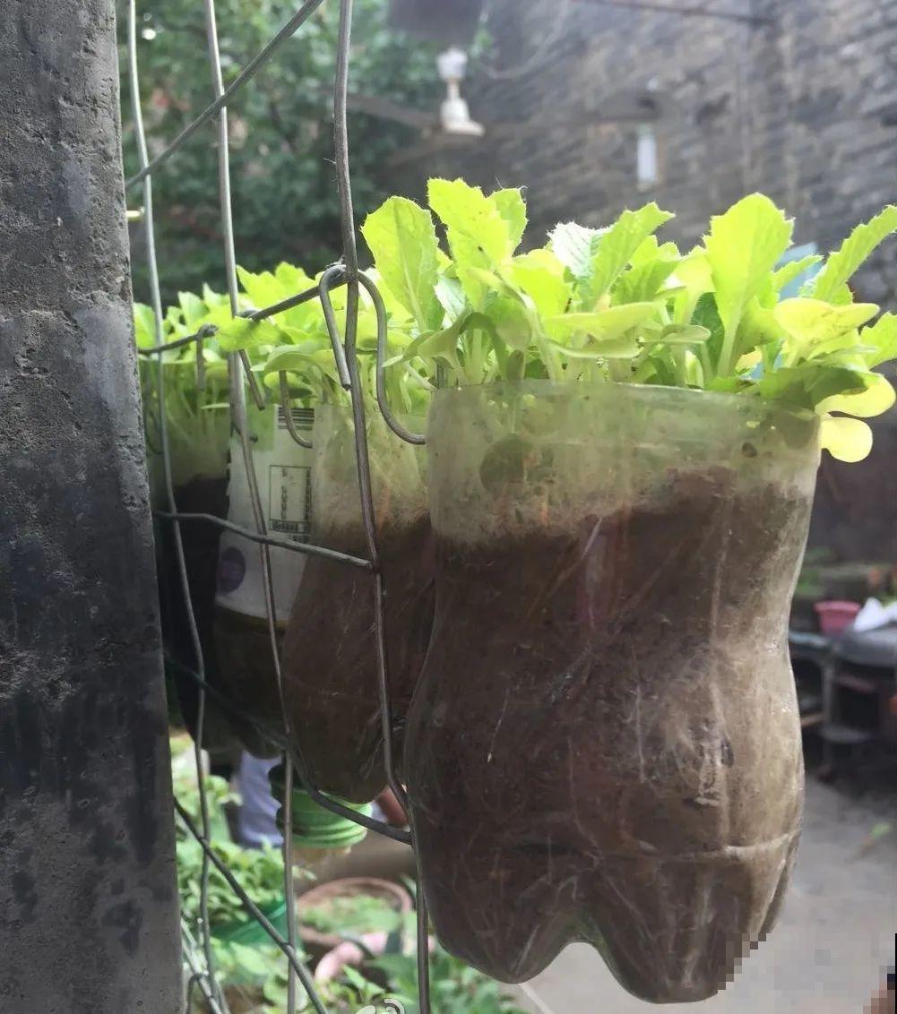 把菜种自家墙上,多得吃不完,太震撼 把菜种自家墙上,多得吃不完,太震撼