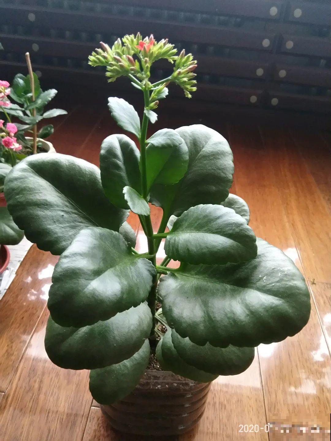 比人还大的植物叶,感受一下来自大自然的神奇! 比人还大的植物叶,感受一下来自大自然的神奇!