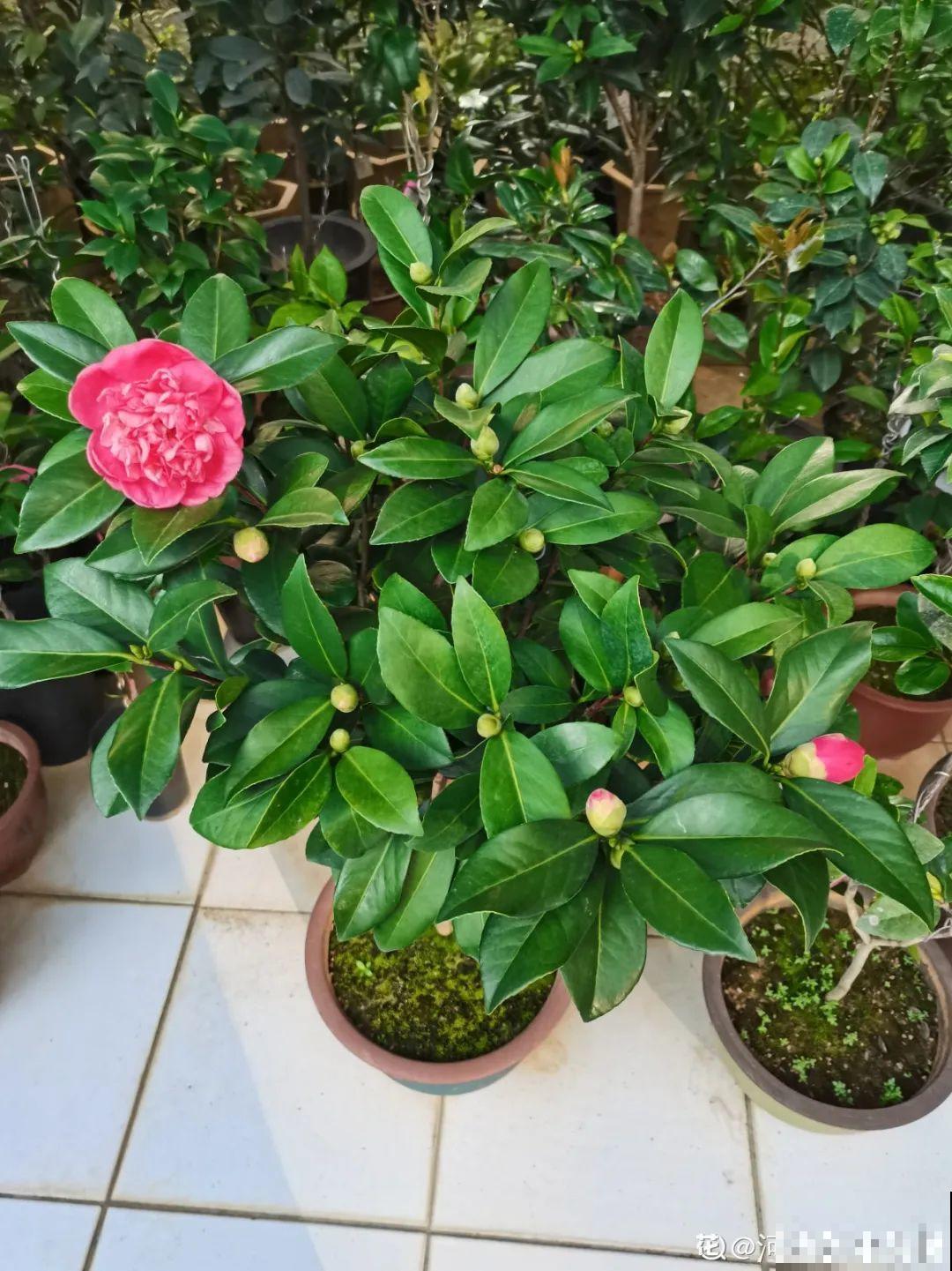 换盆扦插要抓紧，现在正是最佳时期，再晚来不及了！