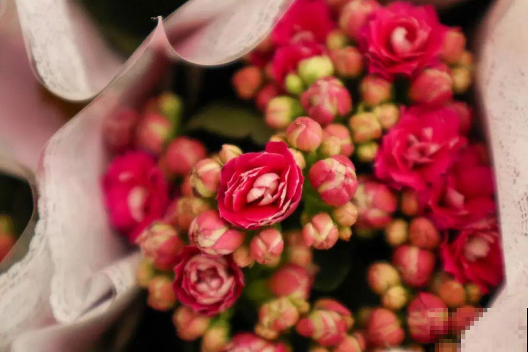 9月后就养这些花,比绿萝好养,疯狂开花到明年! 9月后就养这些花,比绿萝好养,疯狂开花到明年!