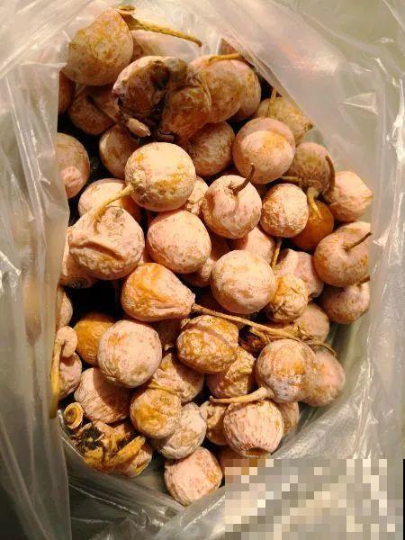 西红柿、玉米……埋土里，7天长成小森林，结出果子一大筐！