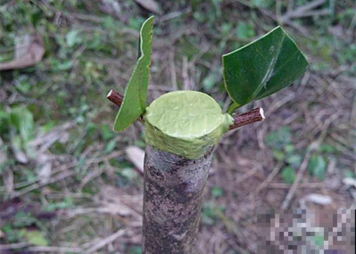 嫁接达人,玉树嫁接长寿上,花友直呼内行! 嫁接达人,玉树嫁接长寿上,花友直呼内行!