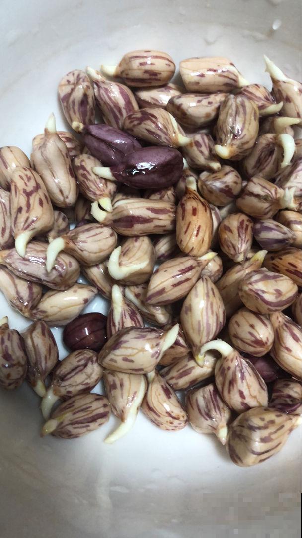 一个玉米头扔水里，三天长出小绿芽，一周变成小森林