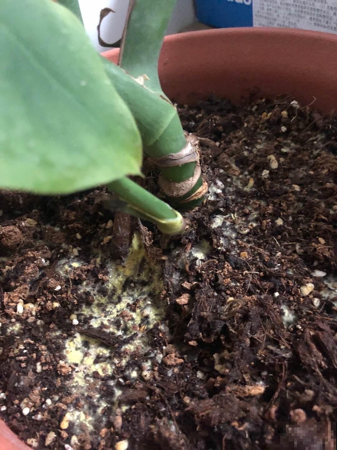 养花的旧土别乱用,3步改良,花卉旺得挤破盆! 养花的旧土别乱用,3步改良,花卉旺得挤破盆!