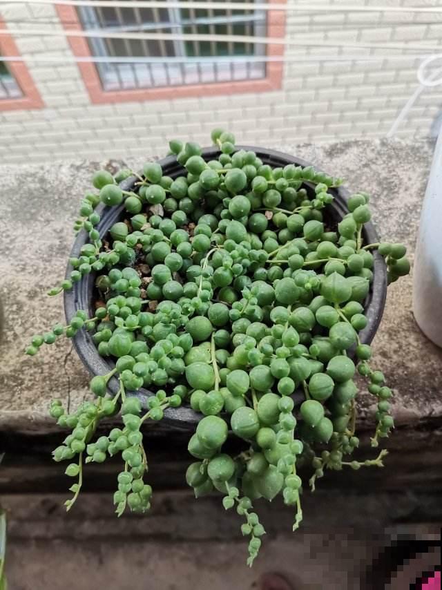 养盆珍珠吊兰,一段枝条平放土上,很快长出嫩根 养盆珍珠吊兰,一段枝条平放土上,很快长出嫩根