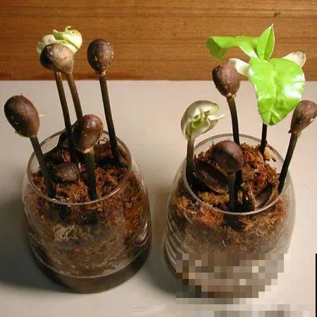 餐巾纸养花,成功率100%,简单又实用! 餐巾纸养花,成功率100%,简单又实用!