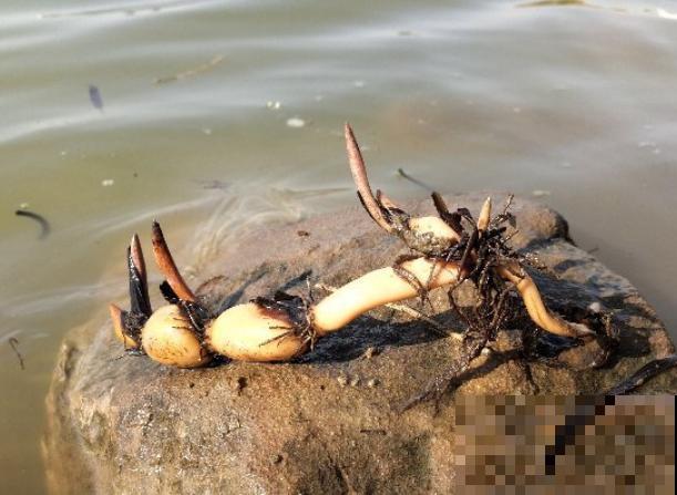 养这3种花,千万别买种子,十有八九是假的! 养这3种花,千万别买种子,十有八九是假的!