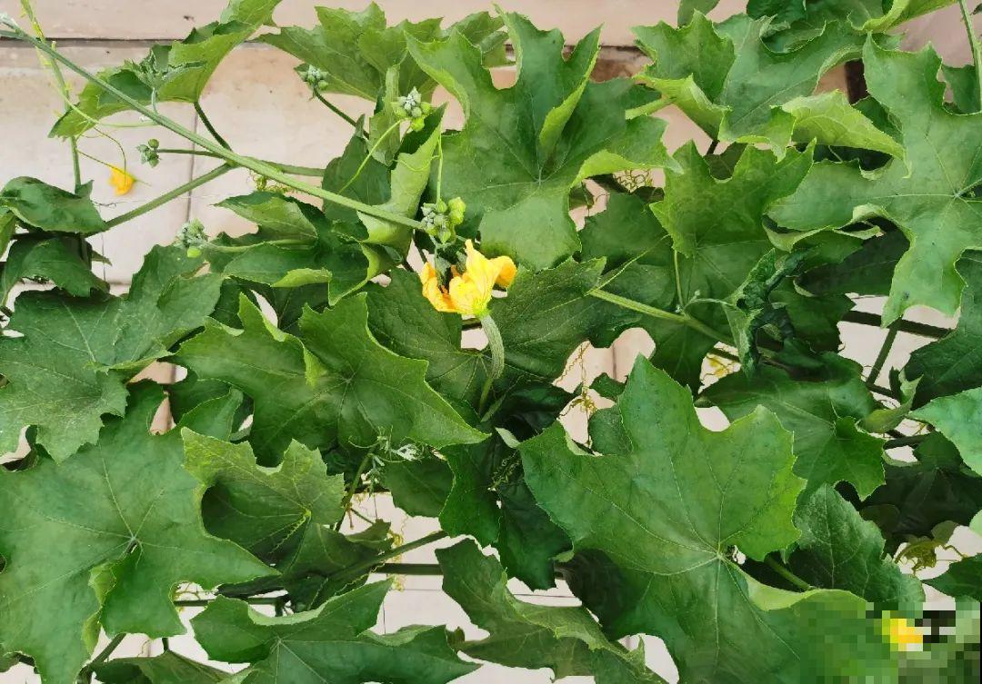 重庆一家企业,楼顶用来种菜养花,佩服! 重庆一家企业,楼顶用来种菜养花,佩服!