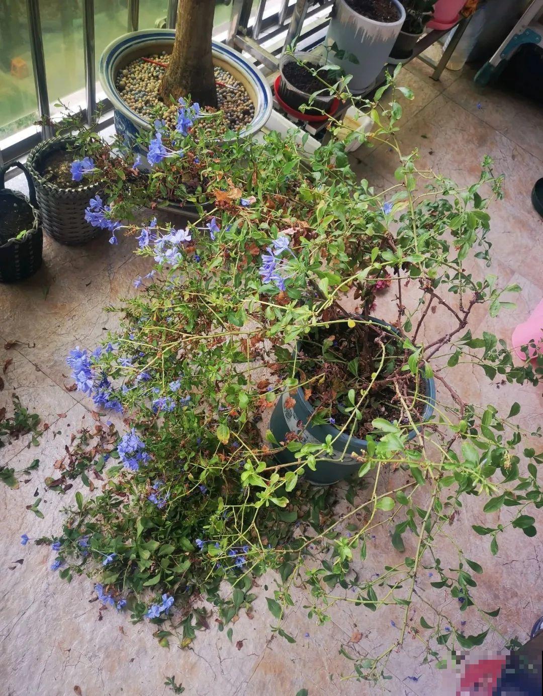 都说秋天不能剪，我却狠心剪秃头，对不对？