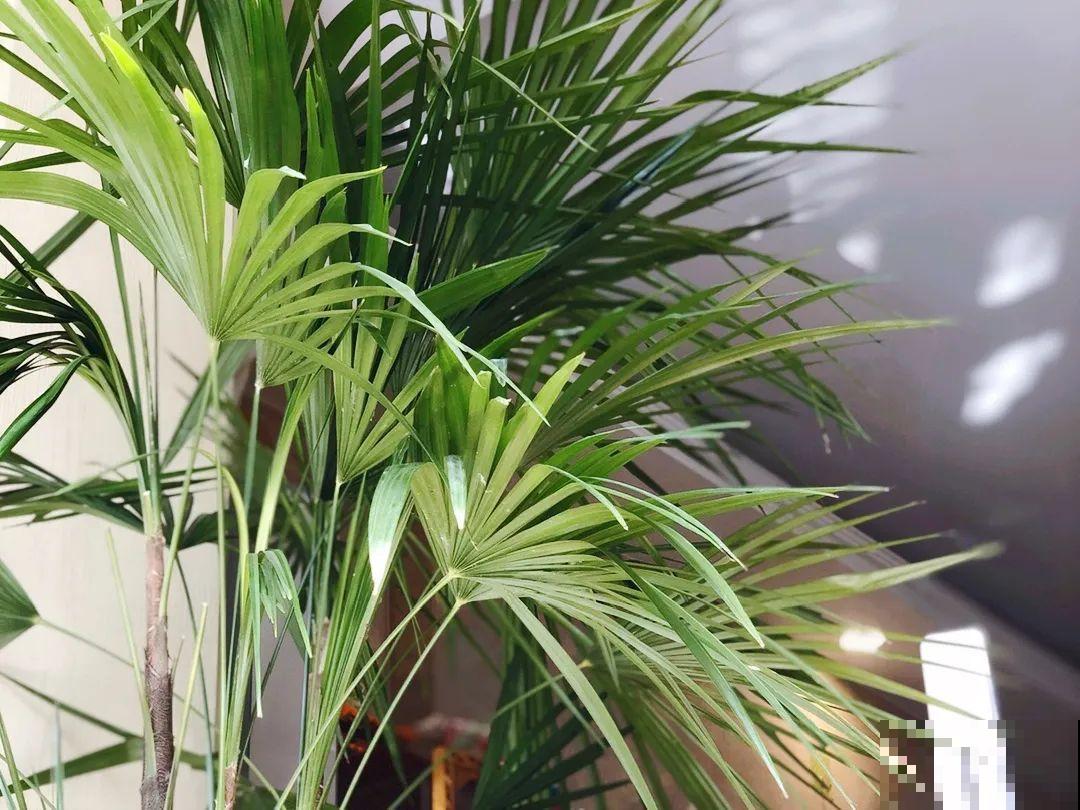 24种植物“净化器”,每个房间养一盆,太值了! 24种植物“净化器”,每个房间养一盆,太值了!