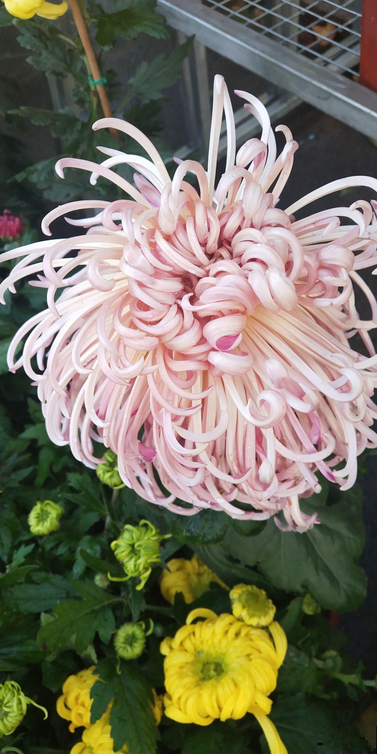 高贵如菊花,秋季标配,种上1盆全家赏! 高贵如菊花,秋季标配,种上1盆全家赏!