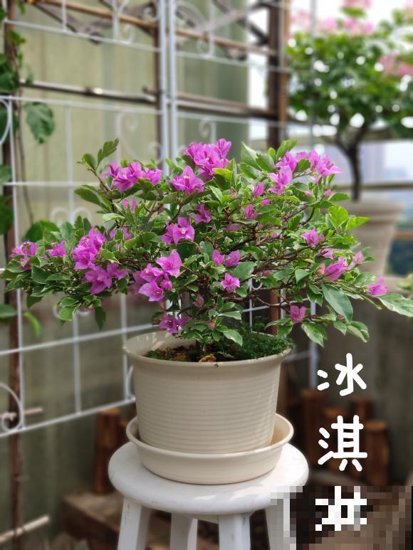 20平的小楼顶，养了100多盆三角梅，花团锦簇美不胜收！