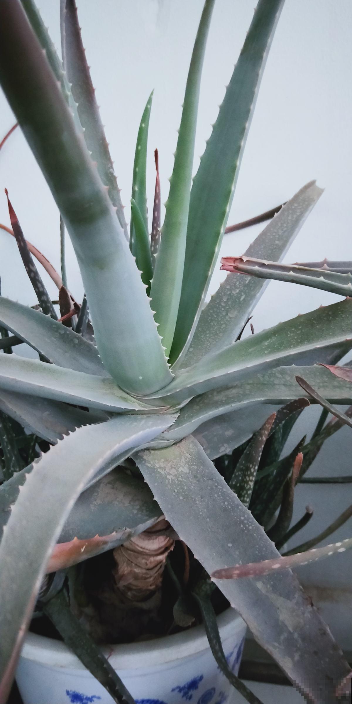 芦荟又细又长,狠心剪一刀,还能冒出一圈芽 芦荟又细又长,狠心剪一刀,还能冒出一圈芽