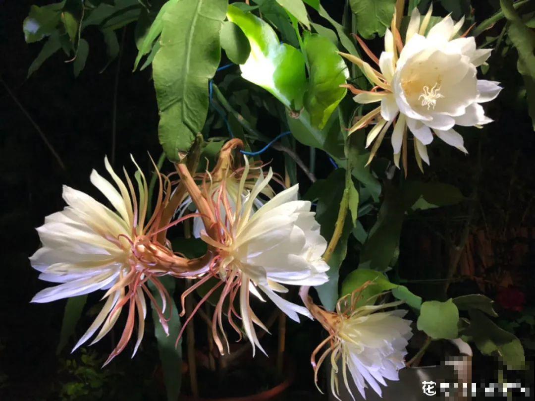 9月生日花，又美又香，寓意极好！