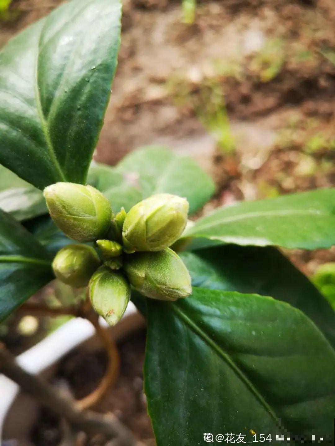 大家都爱养的花，其实只能秋天种，错过季节养不活！