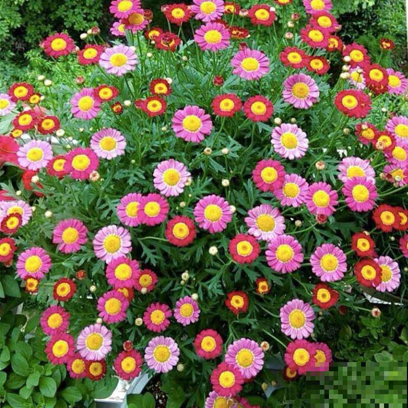 玛格丽特养不好?教你6招,花盆都要被撑爆! 玛格丽特养不好?教你6招,花盆都要被撑爆!