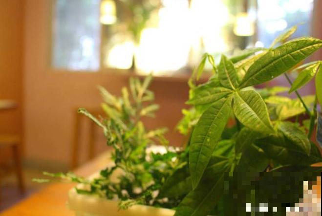 真相:花总烂根的罪魁祸首,就是这玩意! 真相:花总烂根的罪魁祸首,就是这玩意!