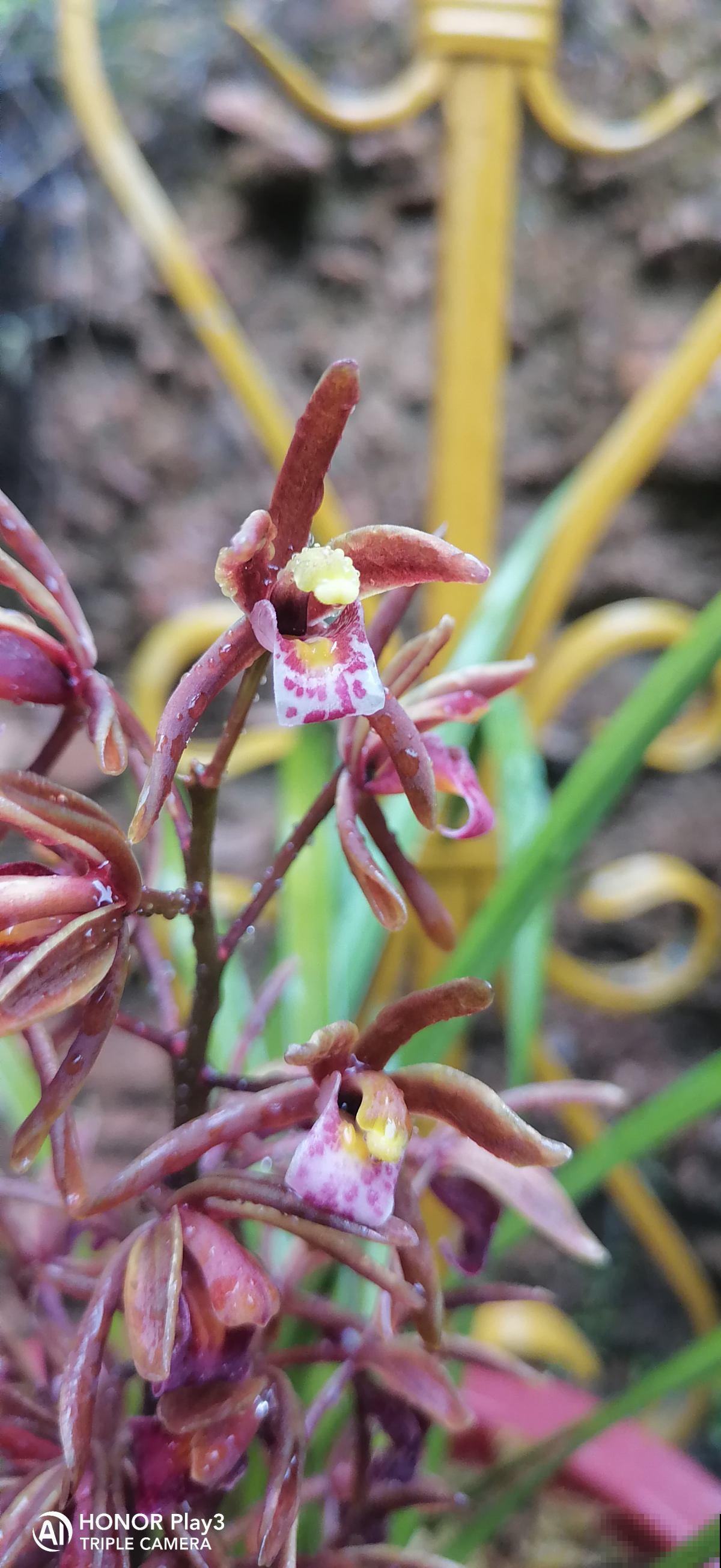 兰花没那么难养，别被吓住了，正常养护就行