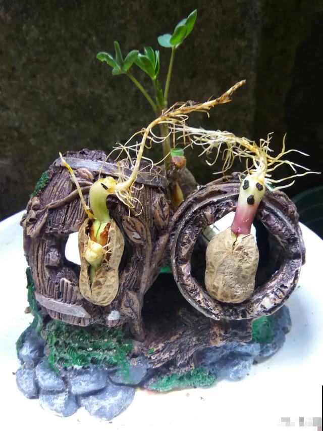 玉米掰一半，泡水里长成绿植，比花还美