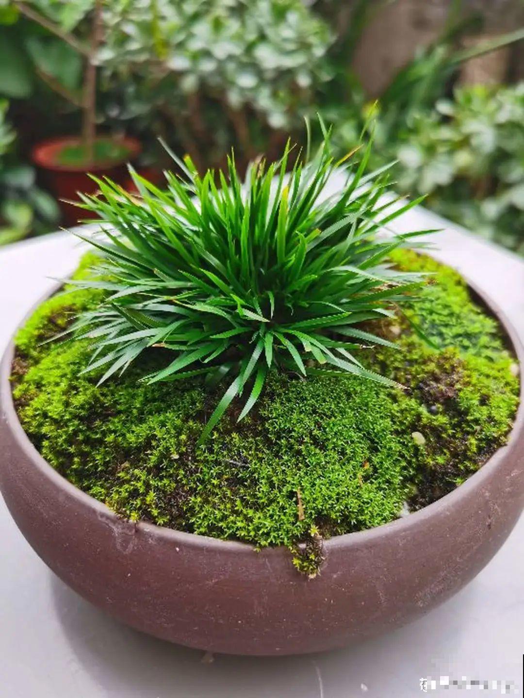 现在养风雨兰,大雨一淋,花开爆盆! 现在养风雨兰,大雨一淋,花开爆盆!