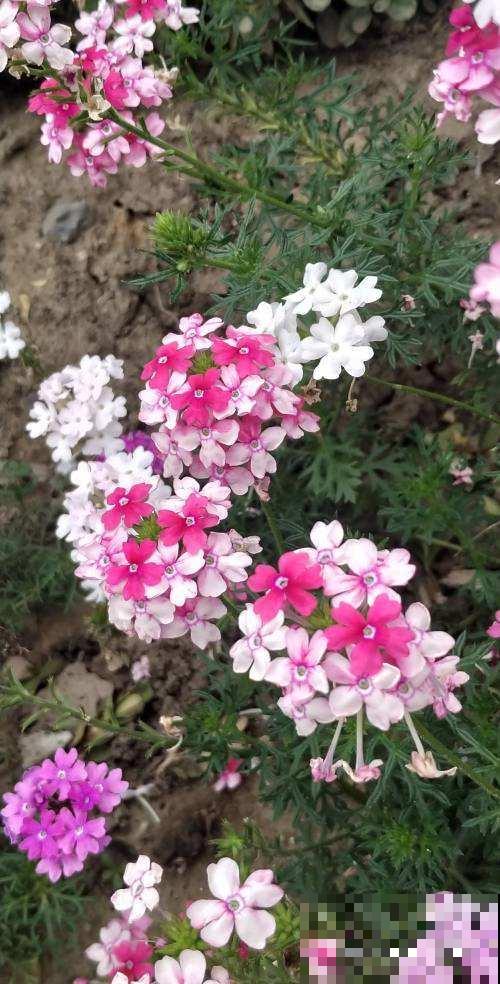 5种花现在要播种，小苗长得欢腾，明年春天就爆花