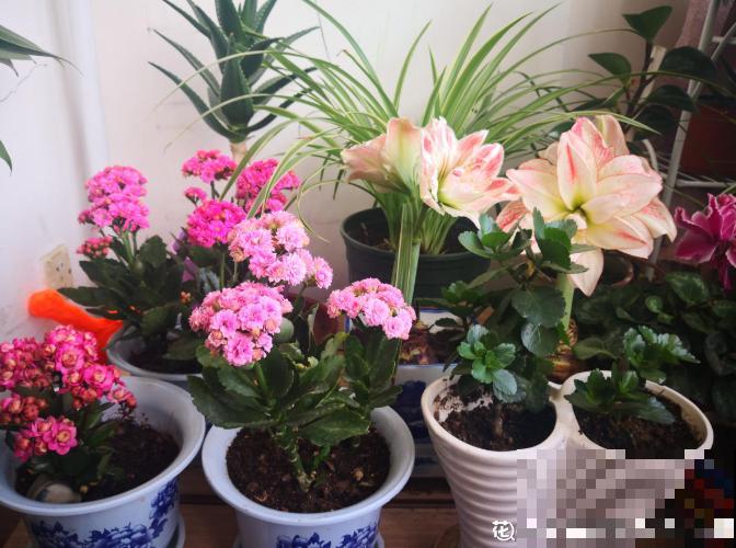 吐槽：那些不喜欢养花的人，总是这么说！