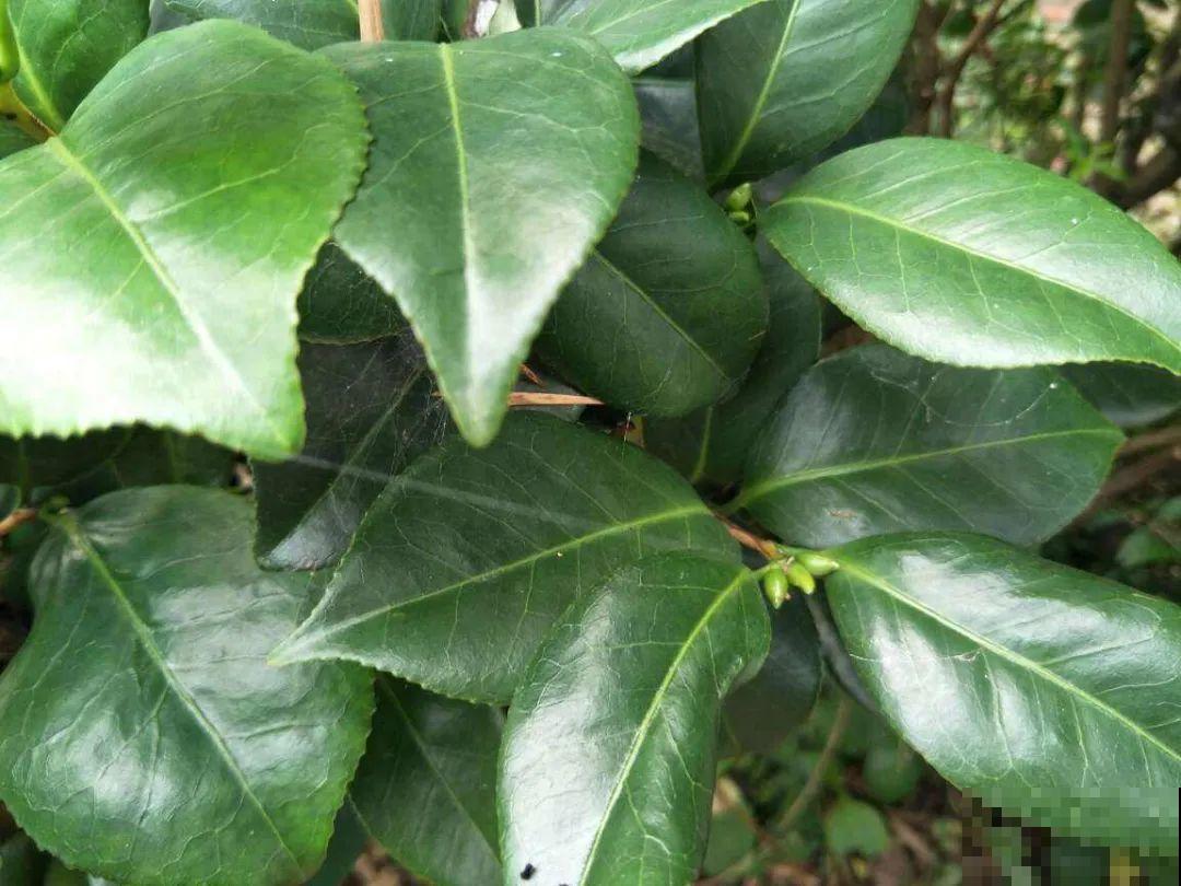 下个月开始，这10种花不能剪，剪了没花看，白养大半年！