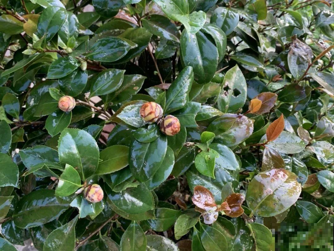 三伏已过,这花可以处理了,晚了错过开花! 三伏已过,这花可以处理了,晚了错过开花!