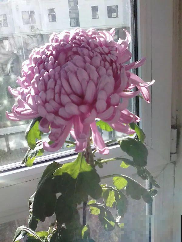 下个月开始，这10种花不能剪，剪了没花看，白养大半年！