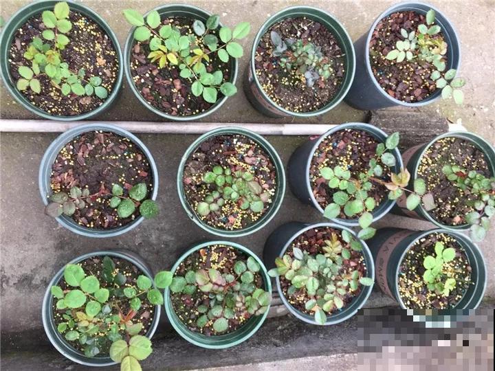 扦插最佳时期到了,有这花赶紧插,沾土就能活! 扦插最佳时期到了,有这花赶紧插,沾土就能活!