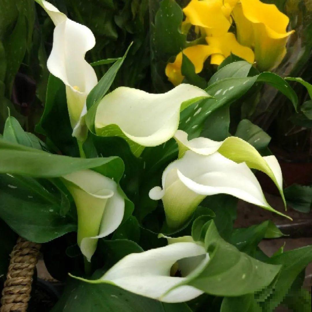 20到养花题，看看你能对几道，对一半就是大神