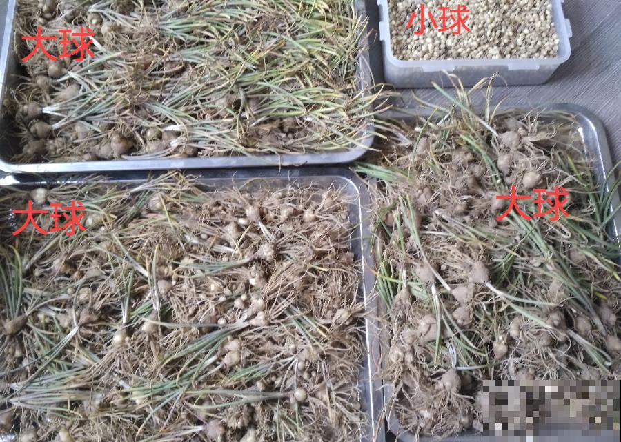 种花赚钱？要是有块地，真的发财了！