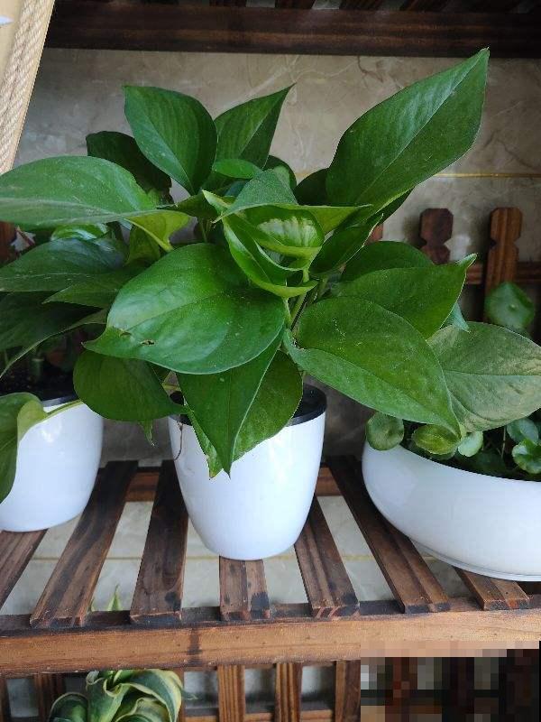 绿萝叶尖滴水珠，脚一踩还黏糊糊，其实是好事！