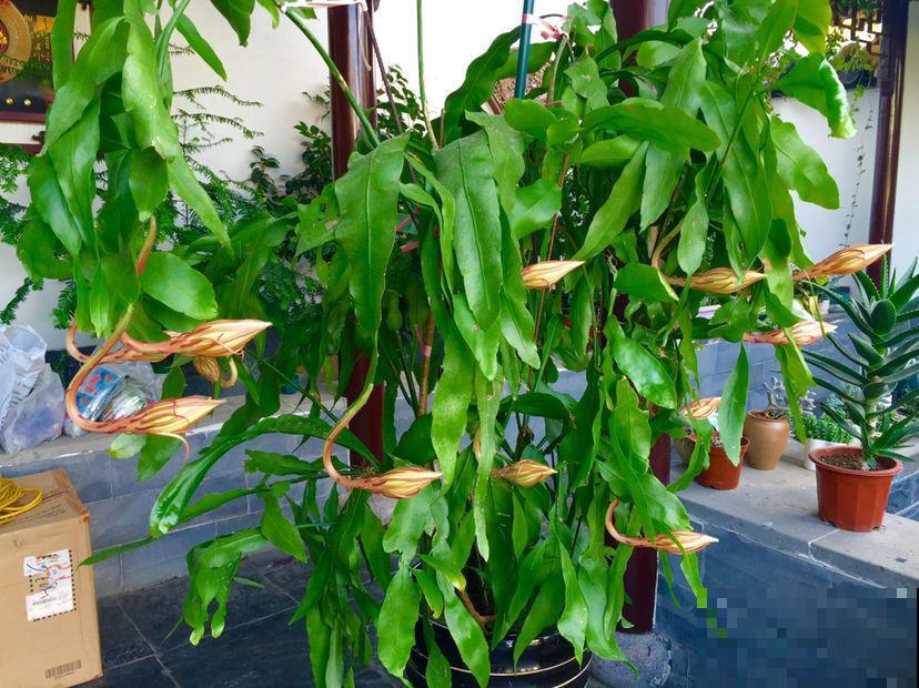 昙花也能白天开？关小黑屋就行，特别简单！