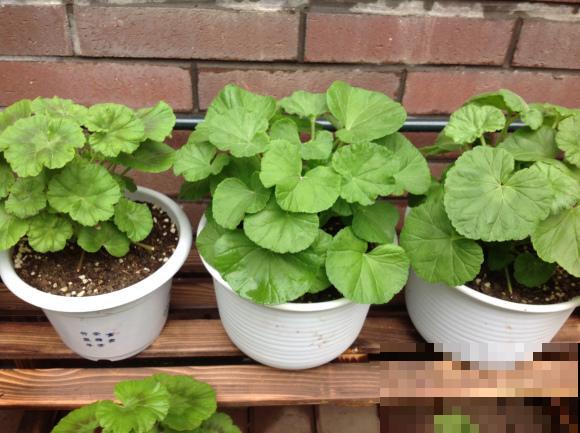 9月是最佳播种期,天竺葵从播种到开花,详细经验来啦! 9月是最佳播种期,天竺葵从播种到开花,详细经验来啦!